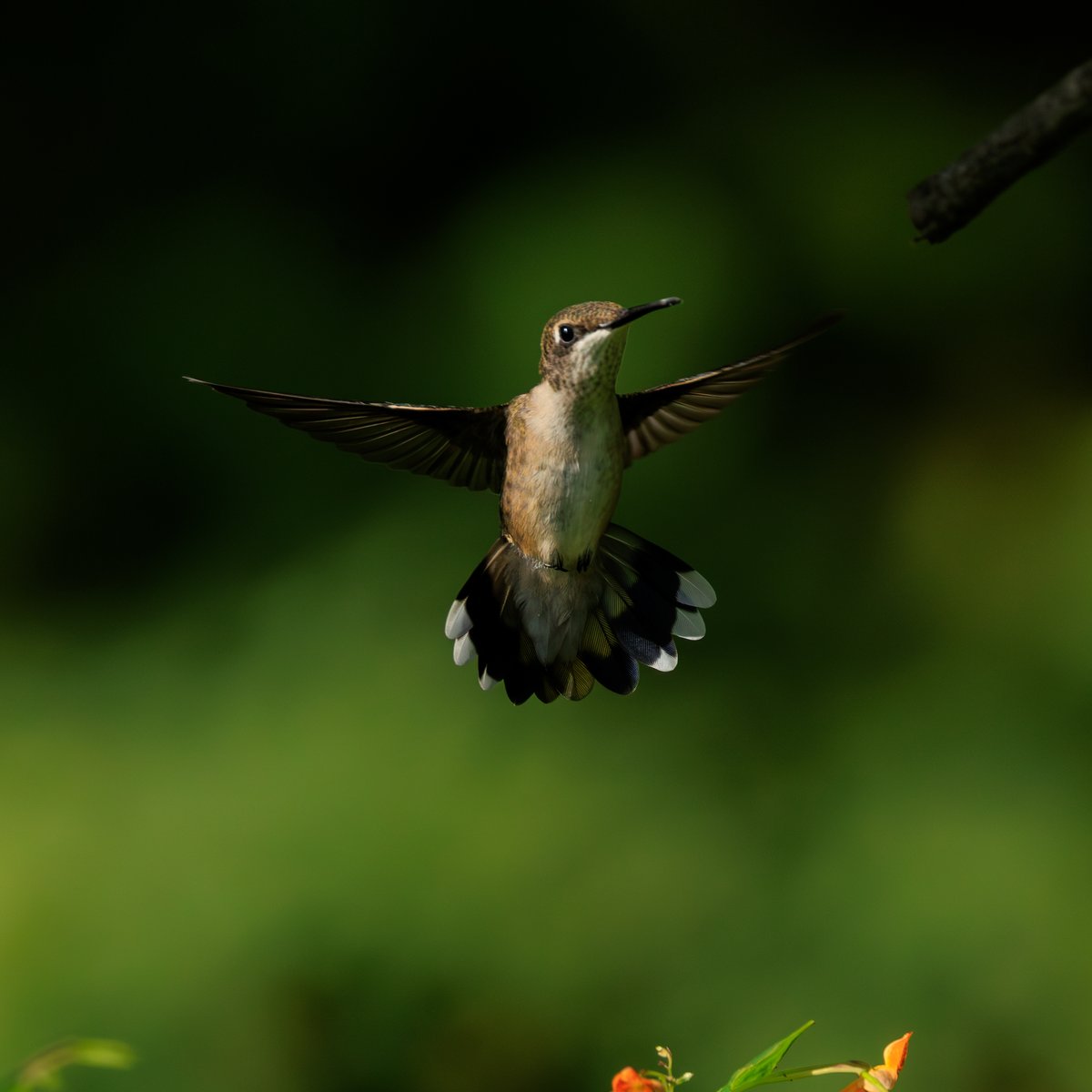 Ruby-throated Hummingbird