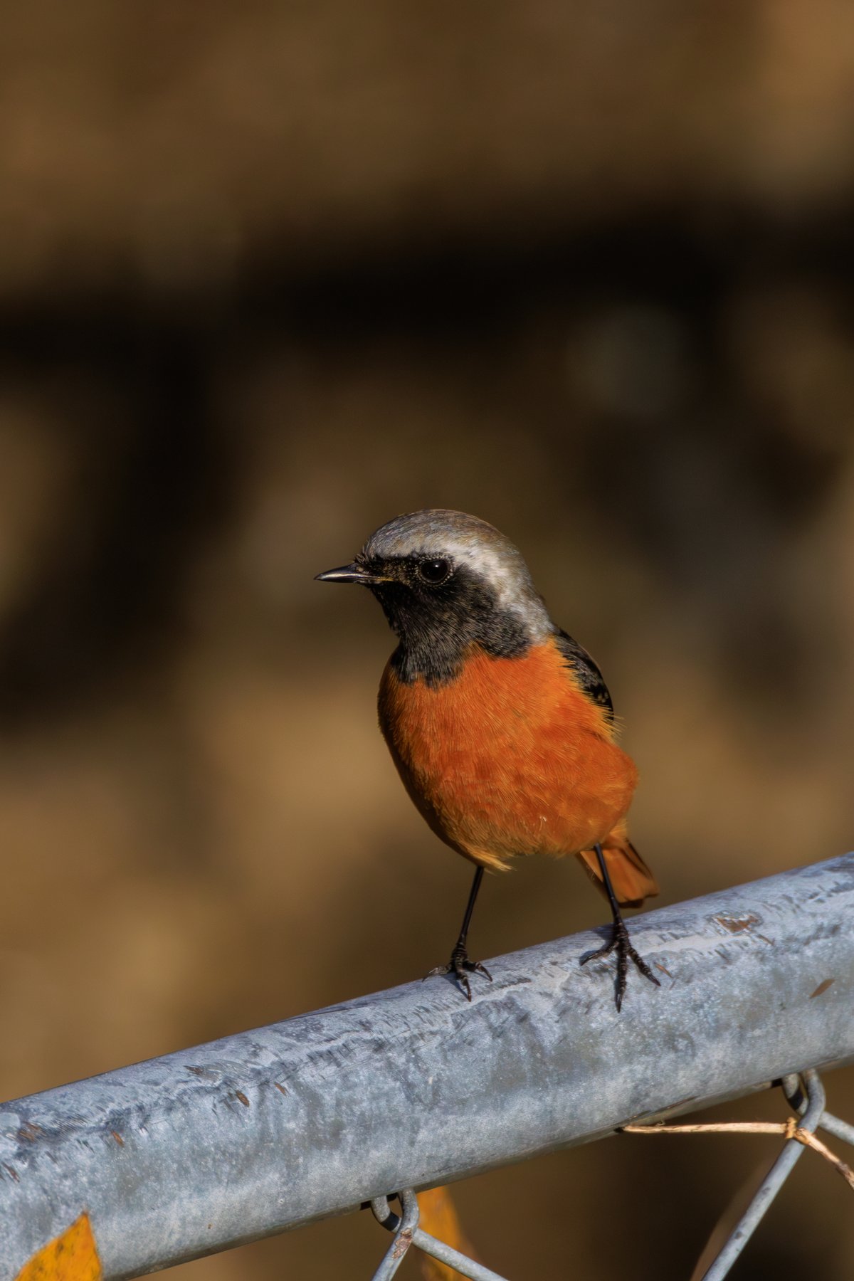 Daurian Redstart