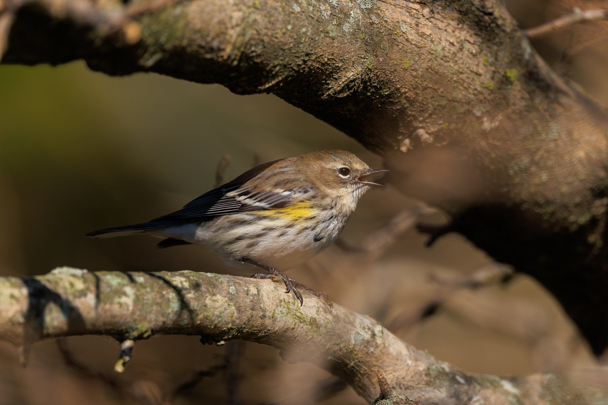 Yellow-rumped Warbler
