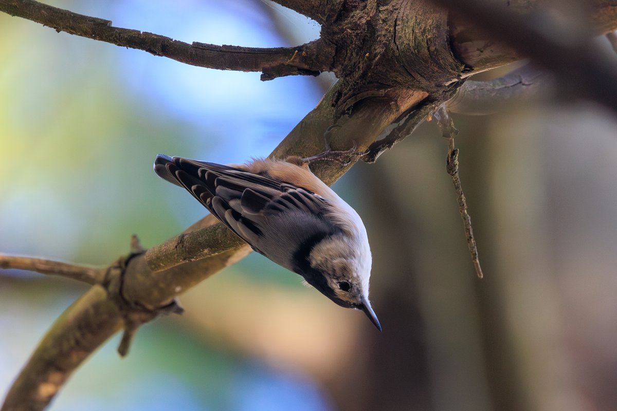 White-breasted Nuthatch