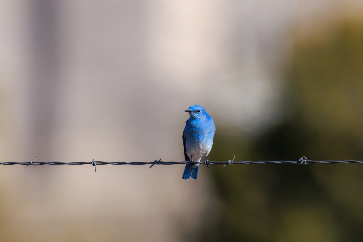Mountain Bluebird
