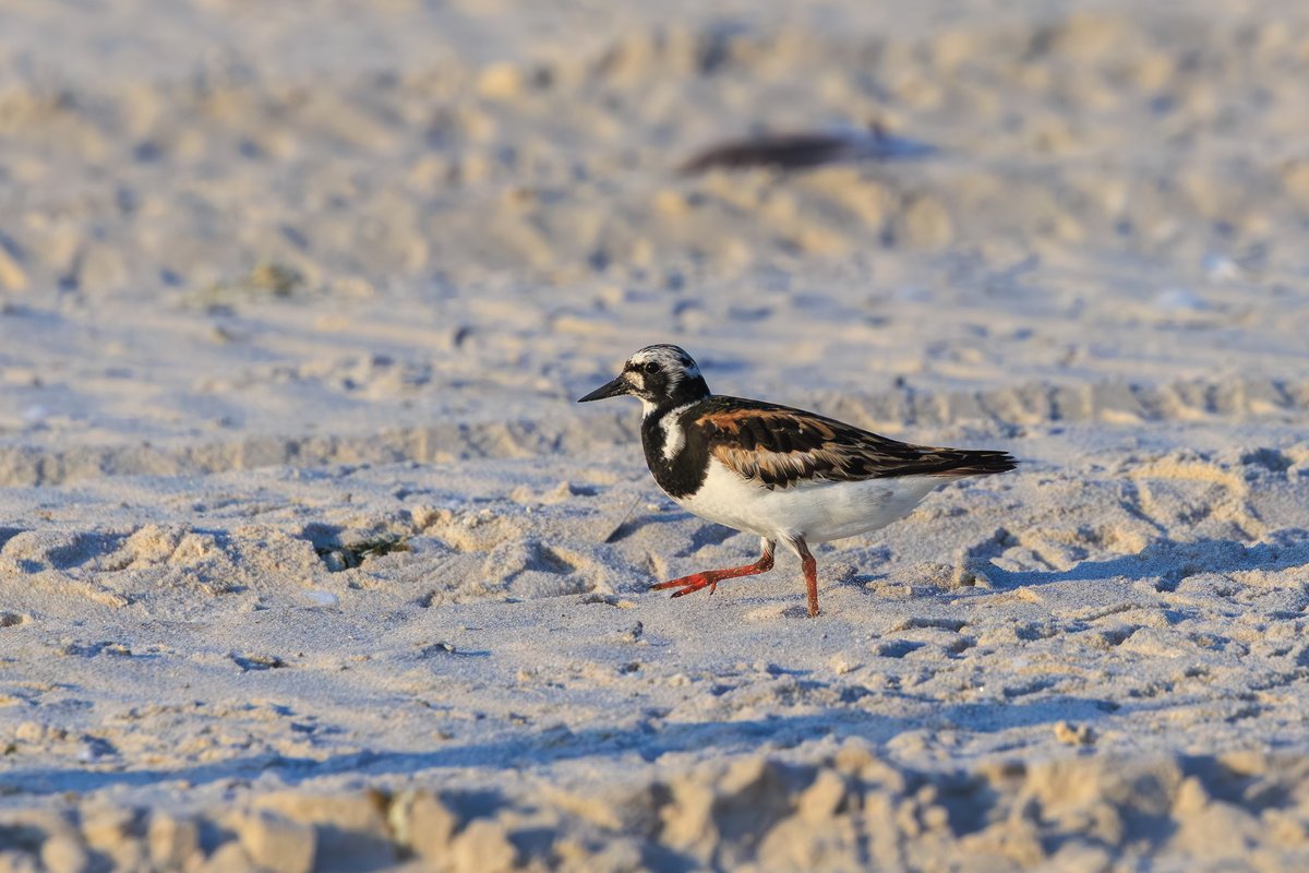 Ruddy Turnstone