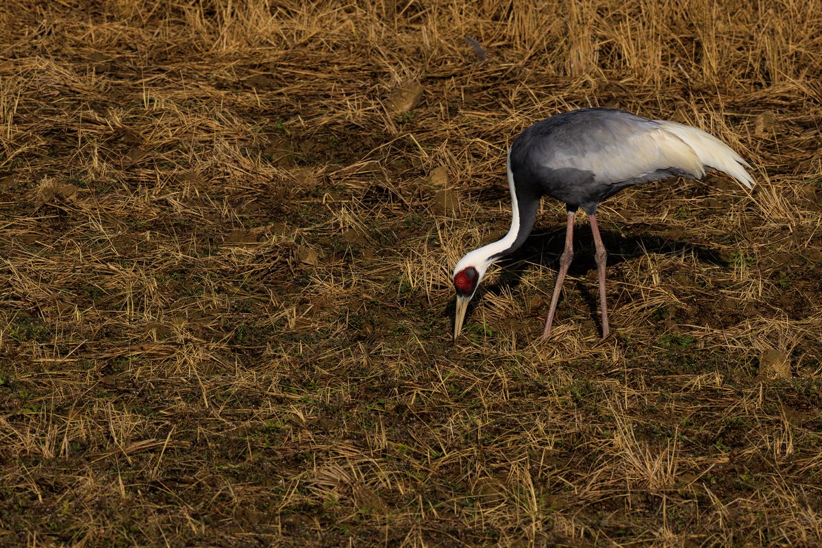 White-naped Crane