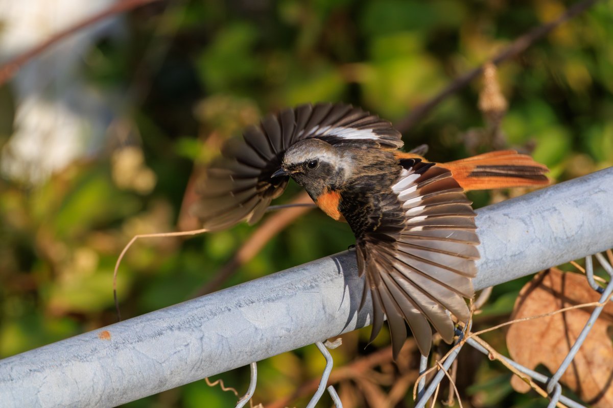 Daurian Redstart