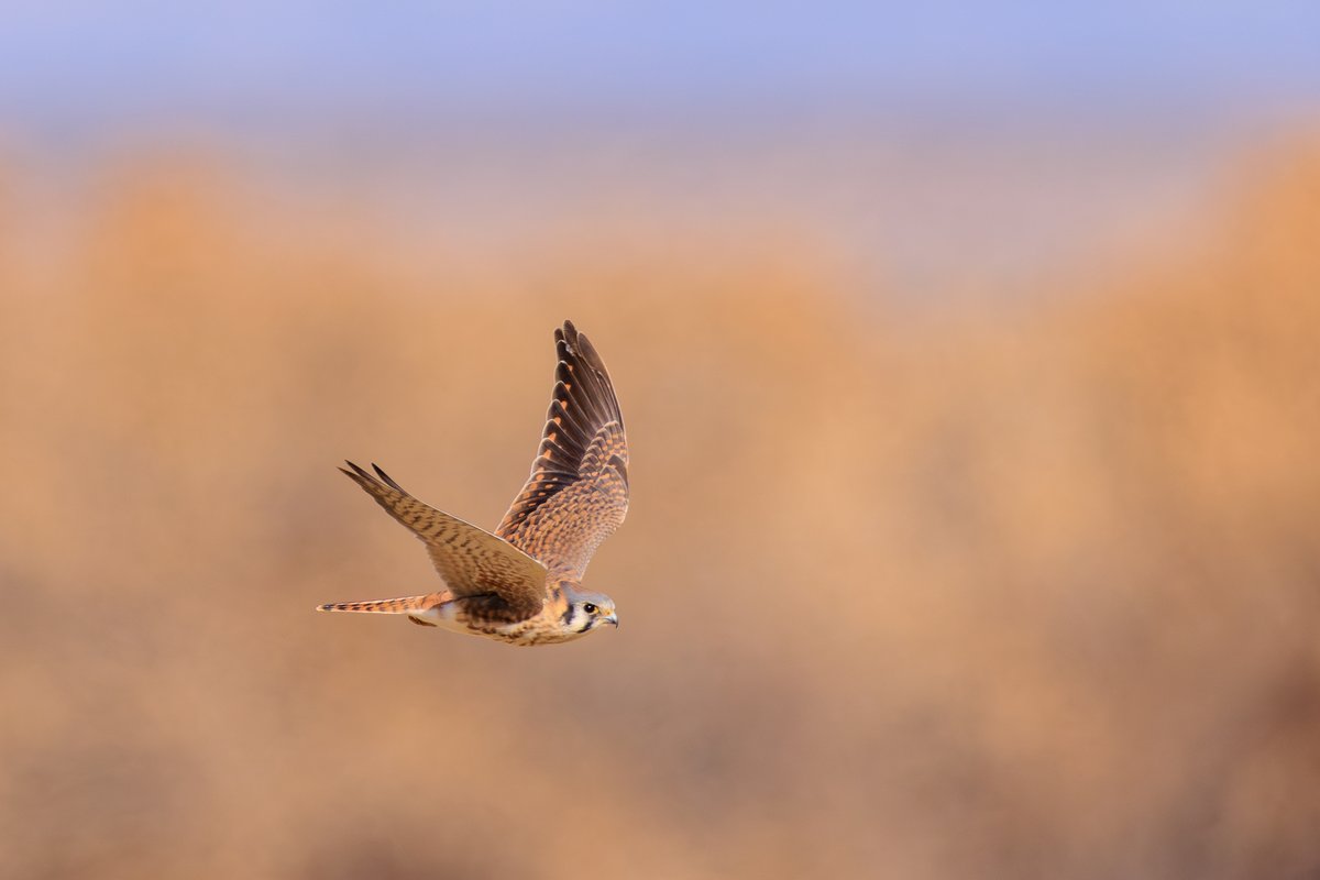 American Kestrel
