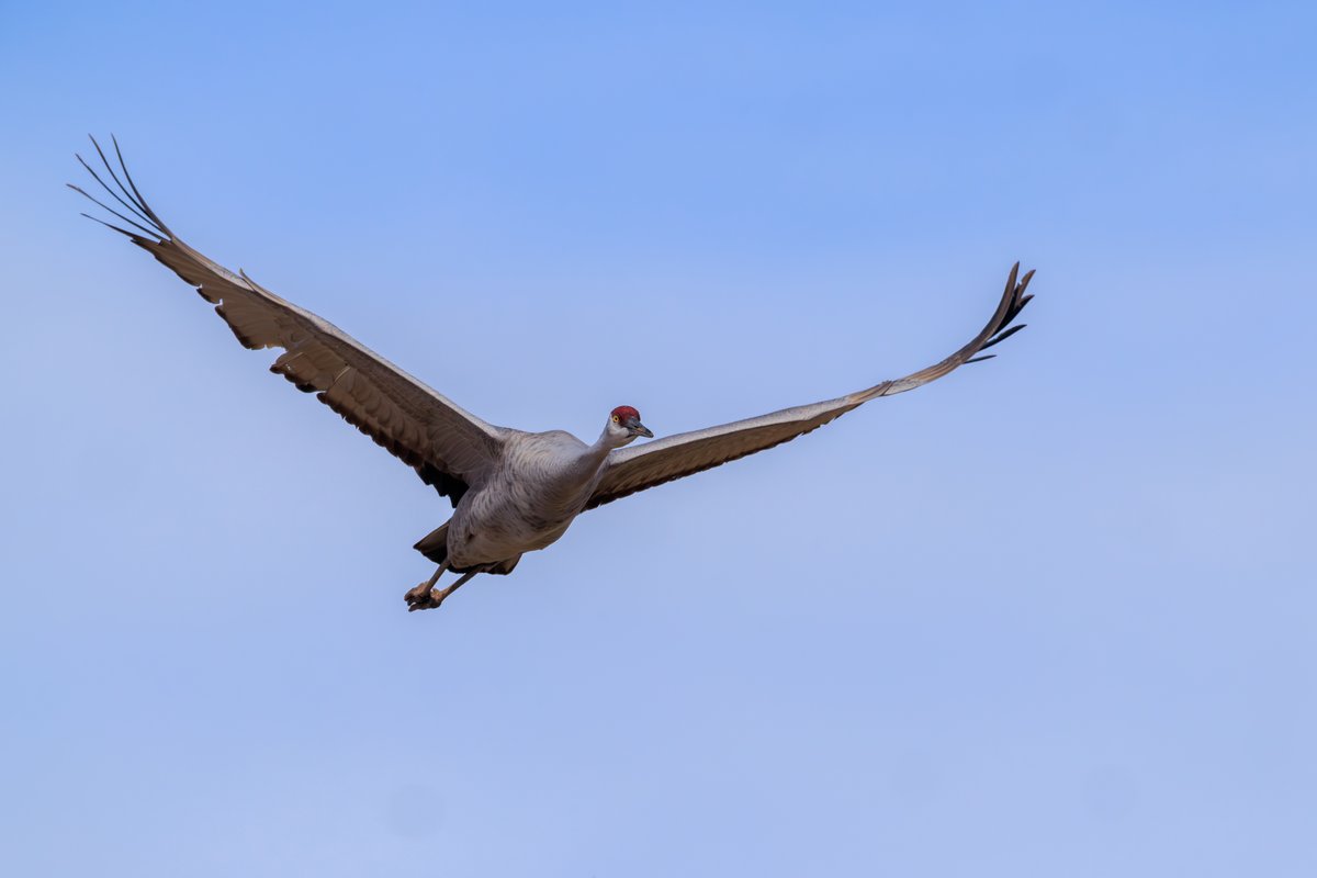 Sandhill Crane
