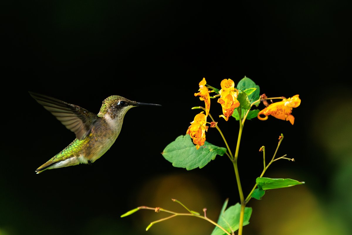 Ruby-throated Hummingbird