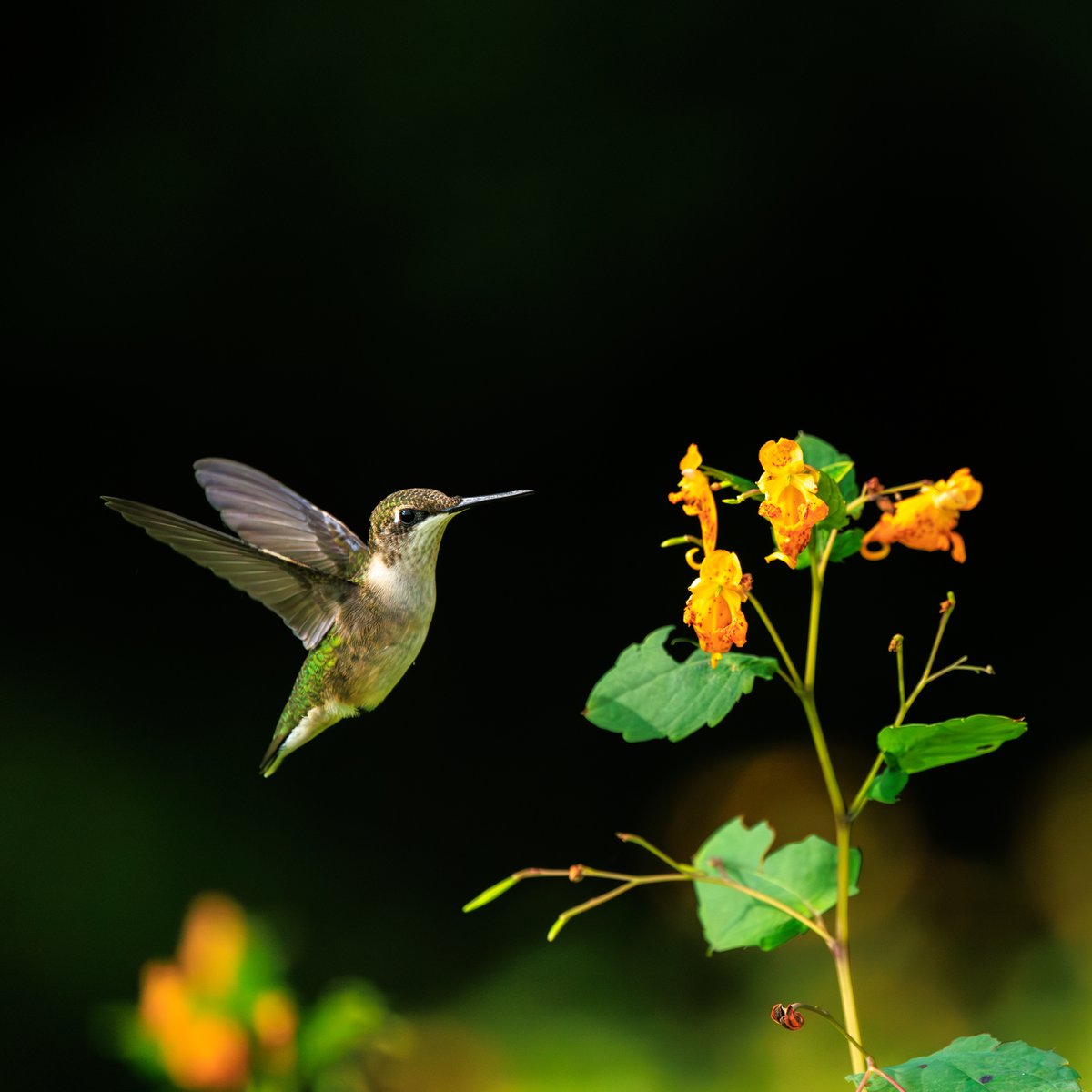 Ruby-throated Hummingbird
