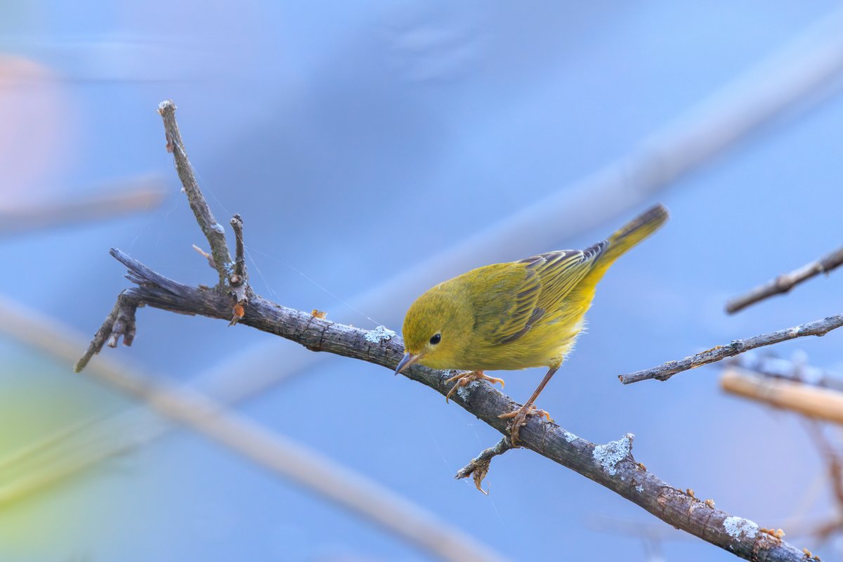 Northern Yellow Warbler
