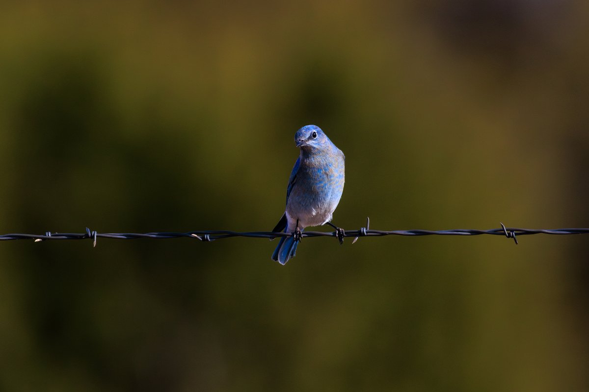 Mountain Bluebird