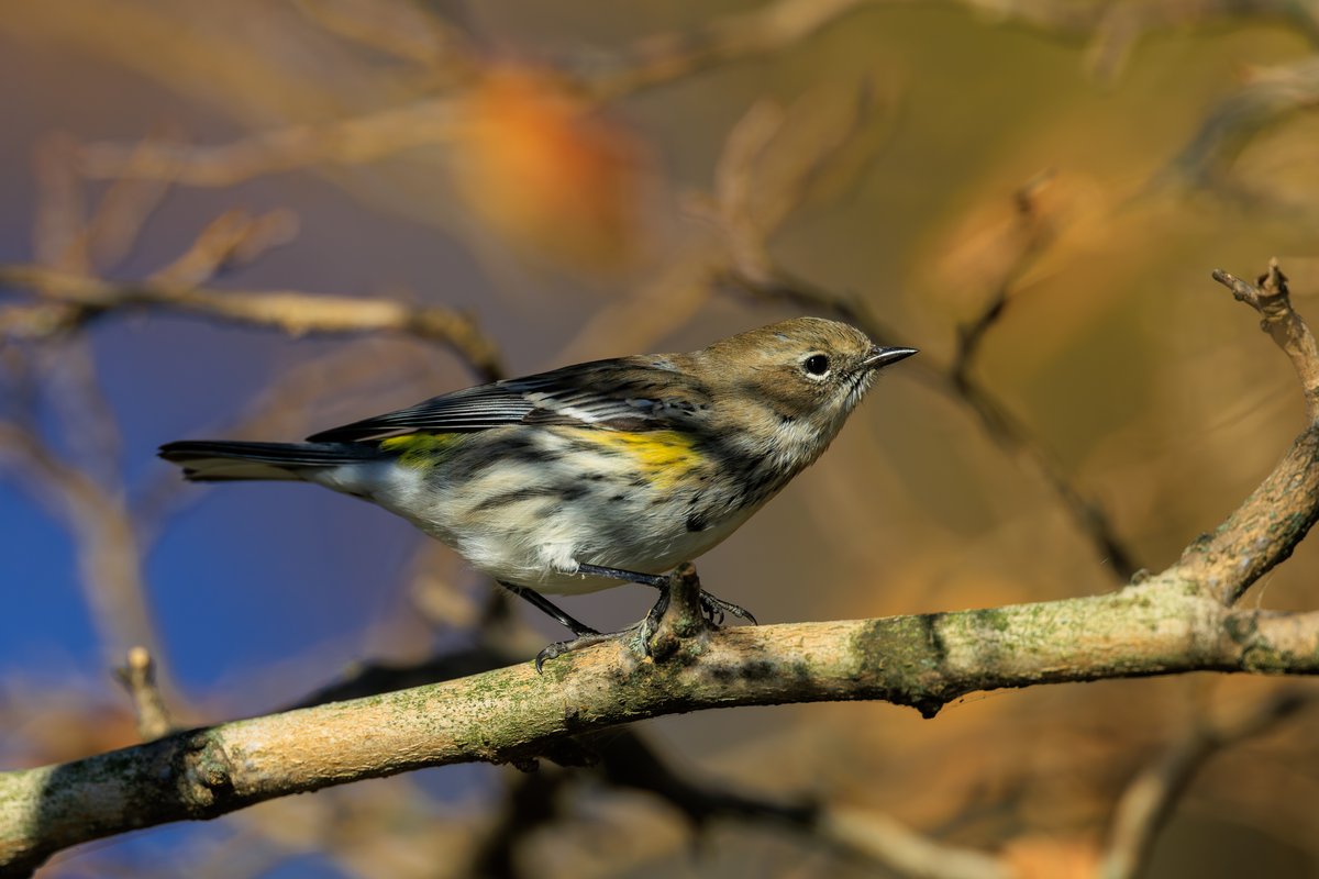 Yellow-rumped Warbler