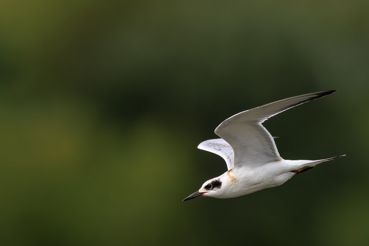 Forster's Tern