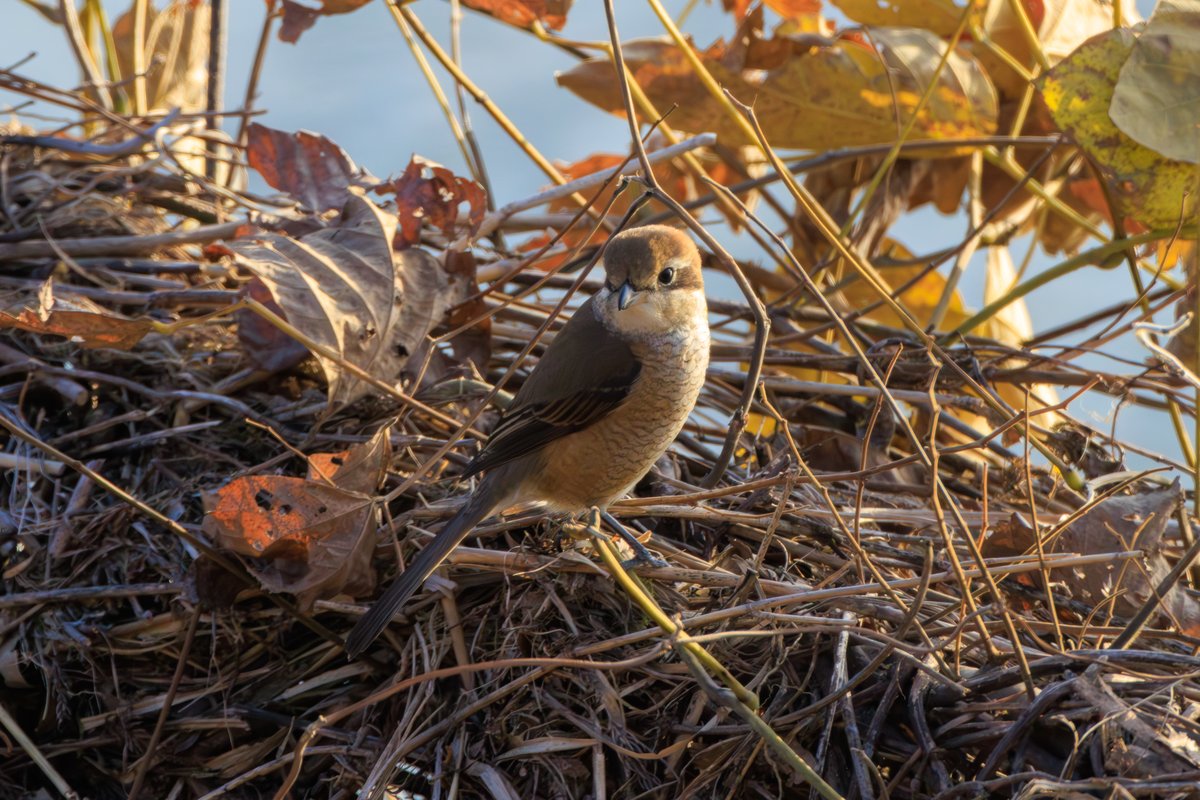 Bull-headed Shrike