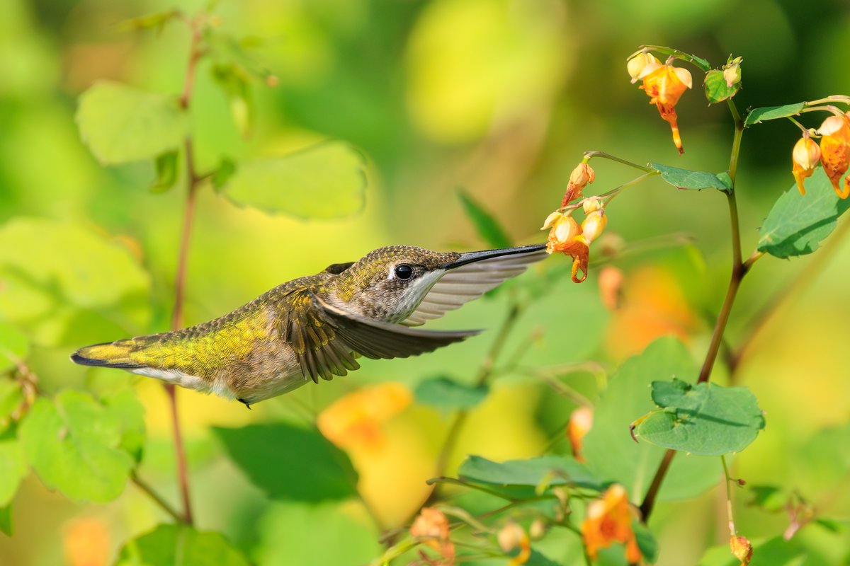 Ruby-throated Hummingbird