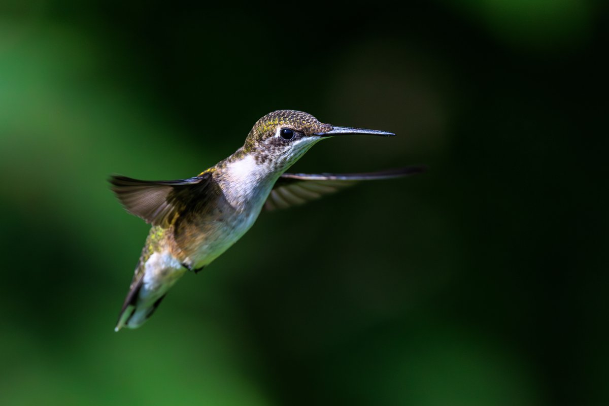 Ruby-throated Hummingbird