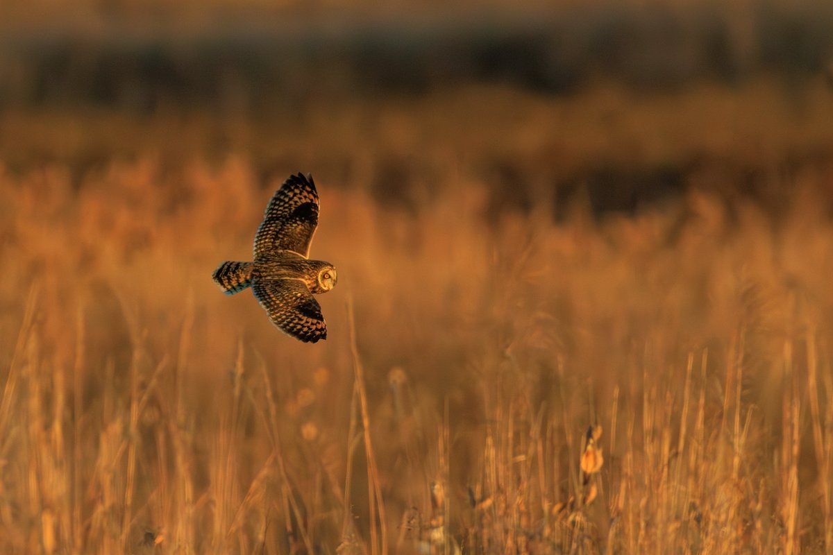 Short-eared Owl