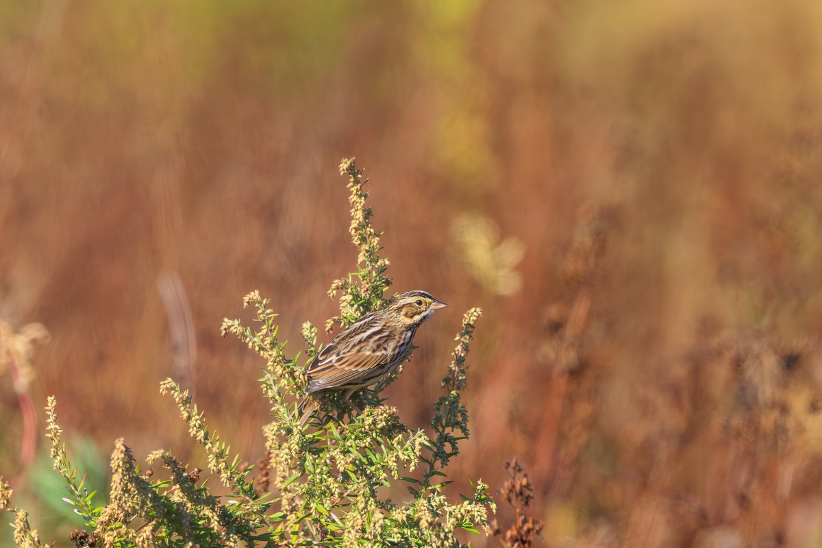 Savannah Sparrow
