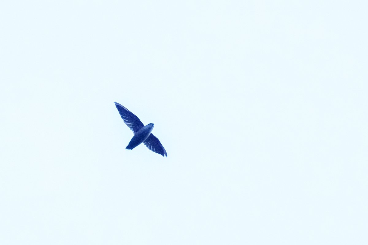Chimney Swift