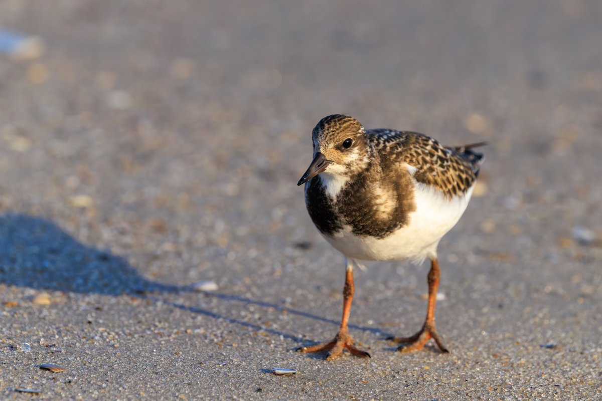 Ruddy Turnstone