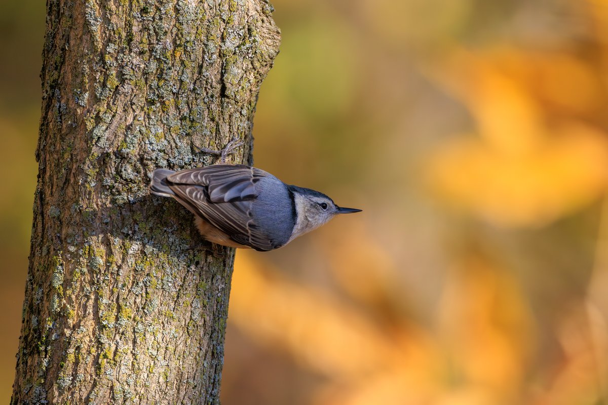 White-breasted Nuthatch