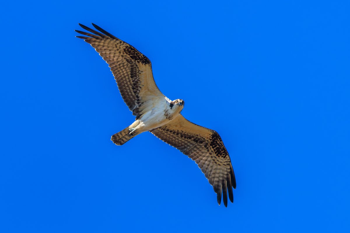 Osprey