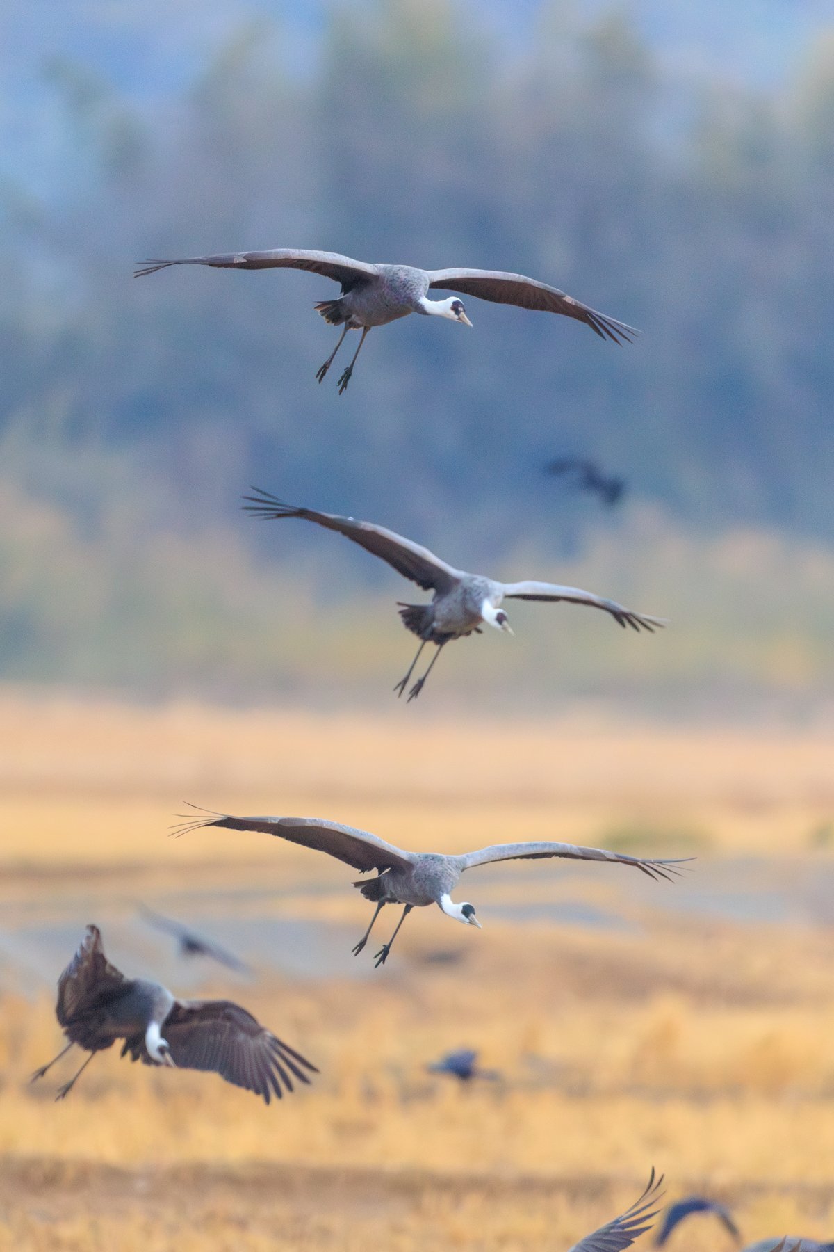 Hooded Crane
