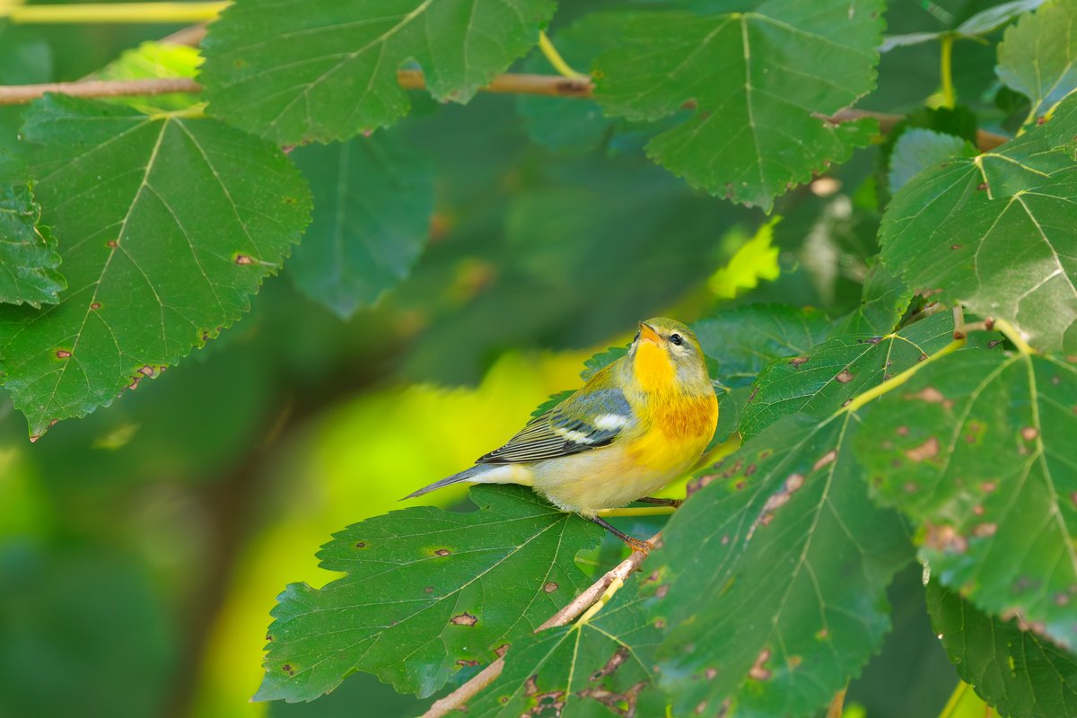 Northern Parula