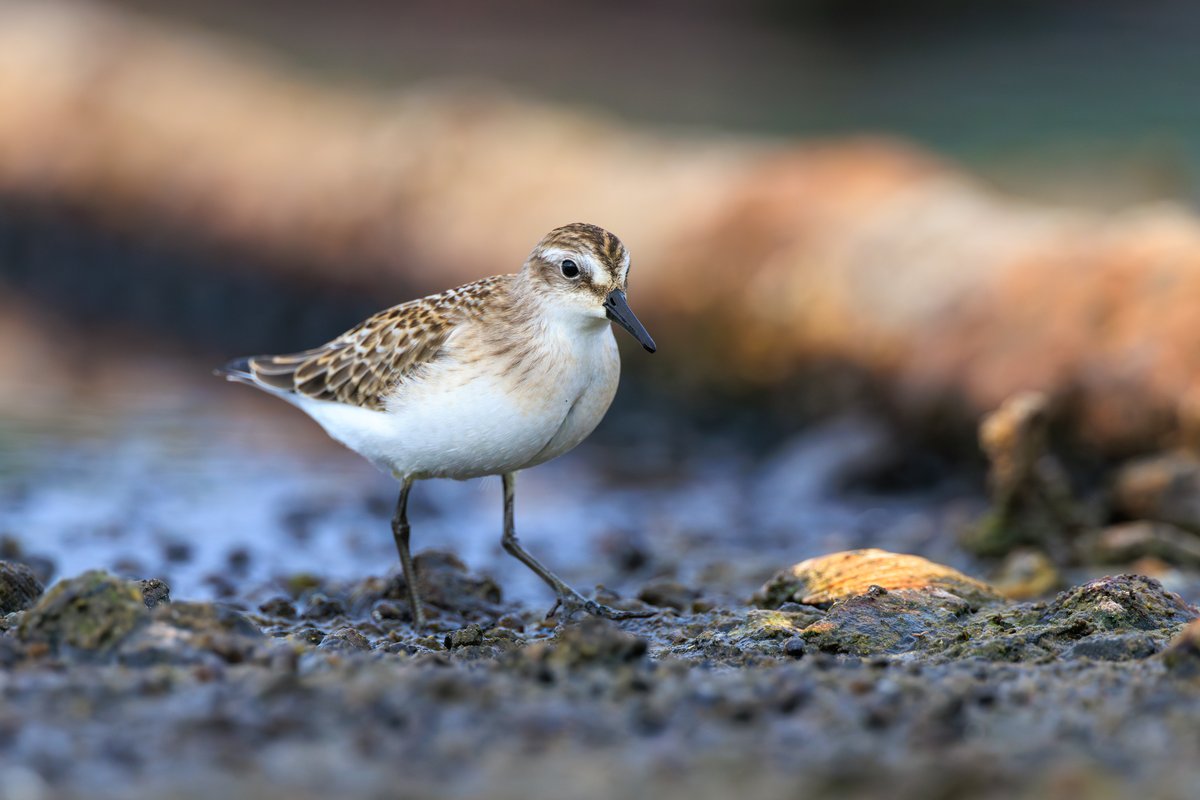 Semipalmated Sandpiper