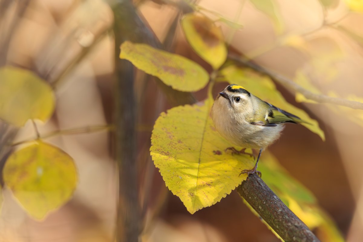 Golden-crowned Kinglet