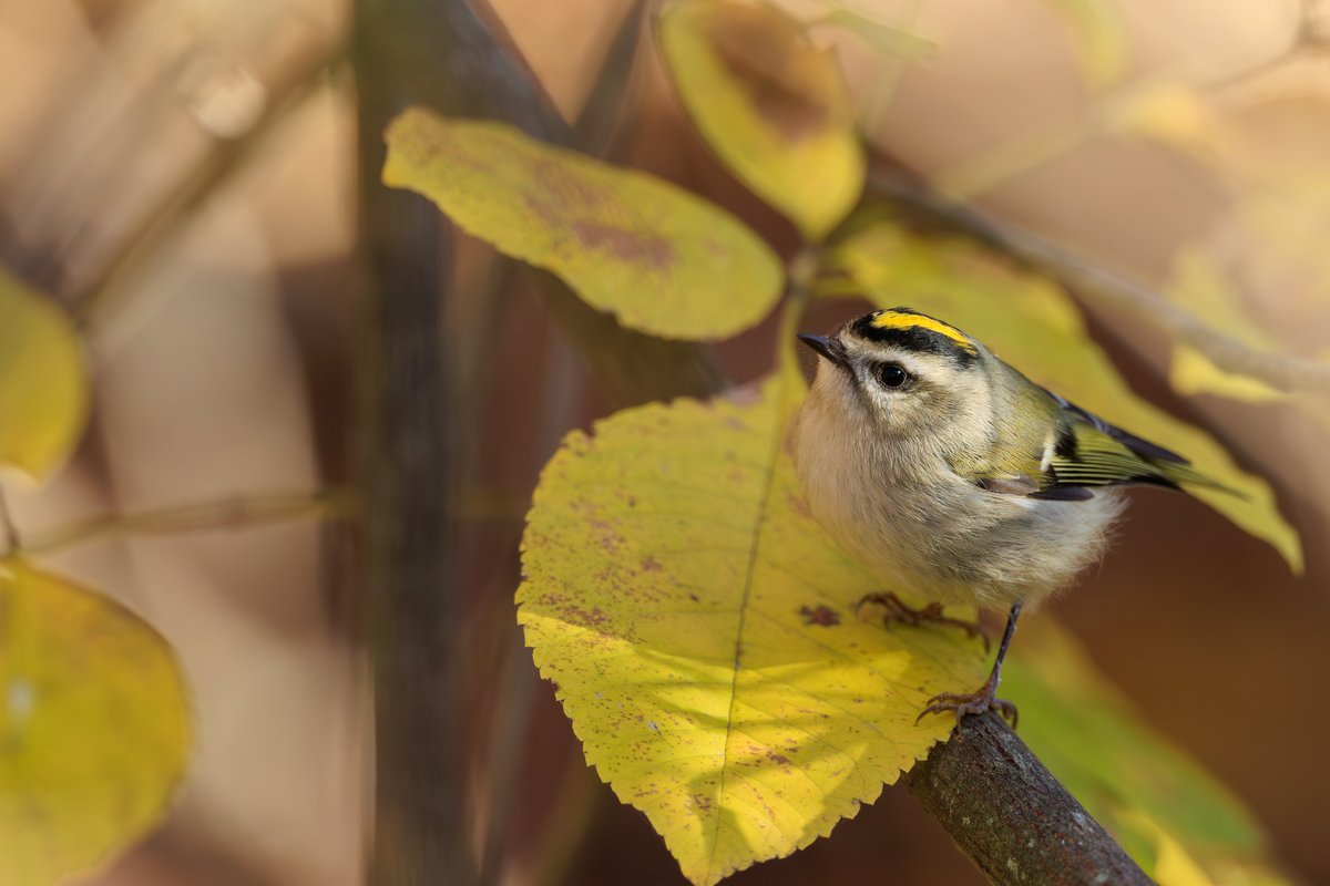 Golden-crowned Kinglet