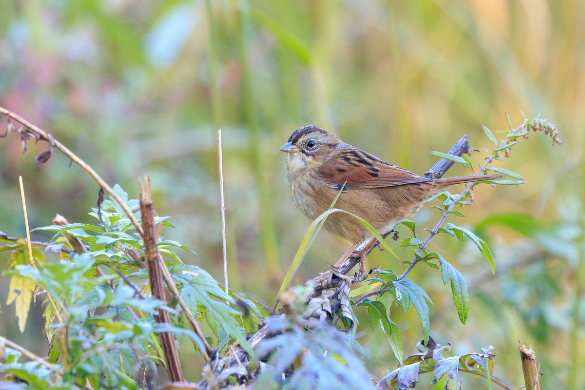 Swamp Sparrow