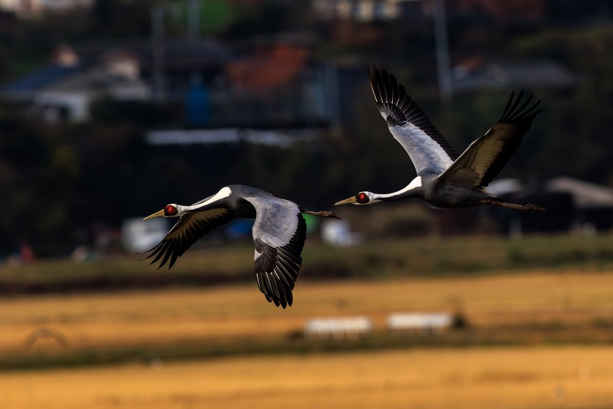 White-naped Crane