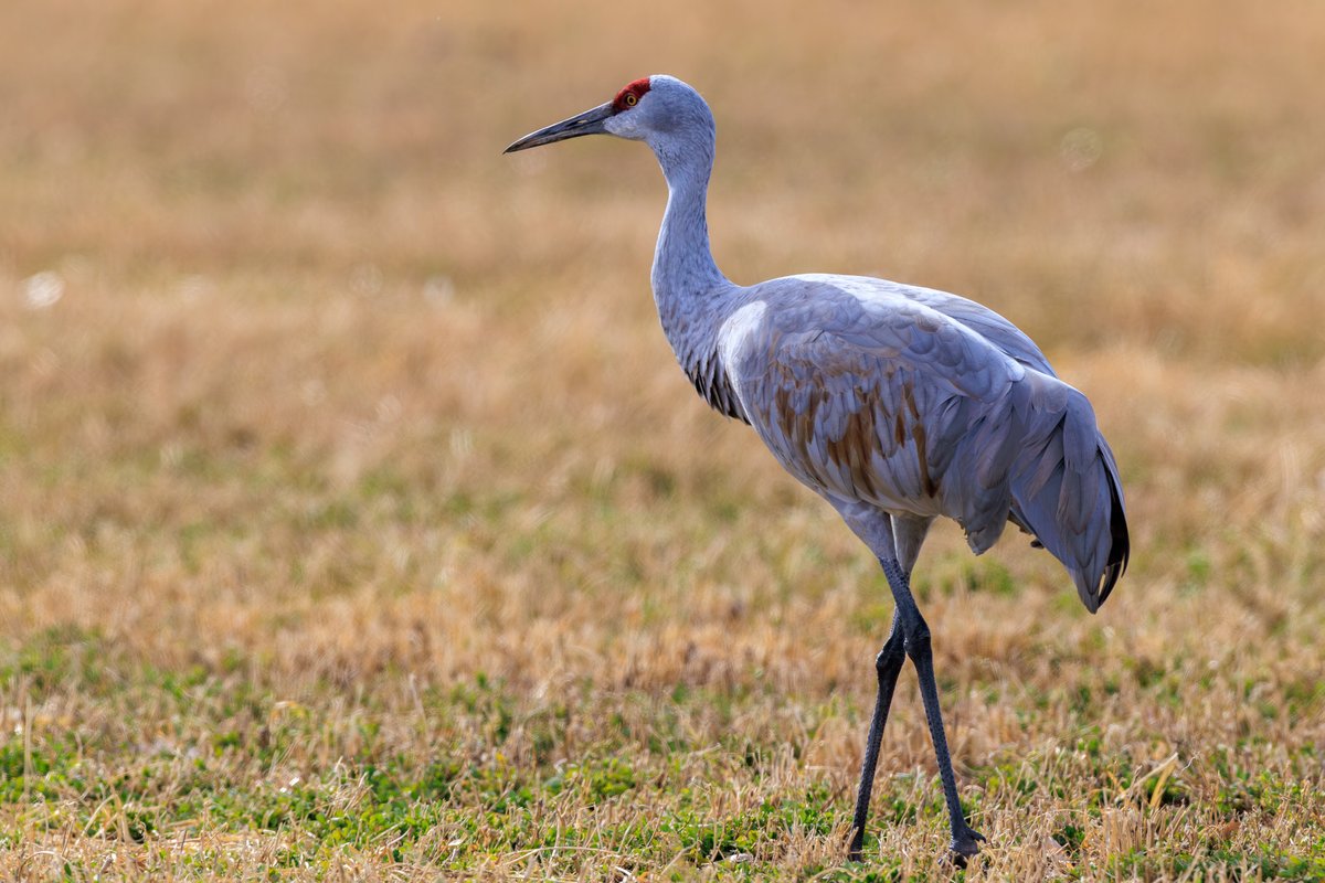 Sandhill Crane