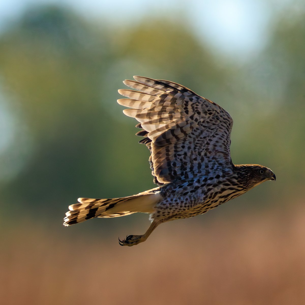 Cooper's Hawk