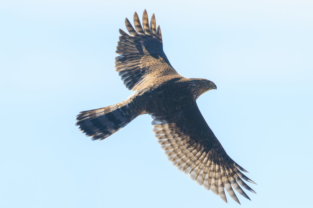 Cooper's Hawk