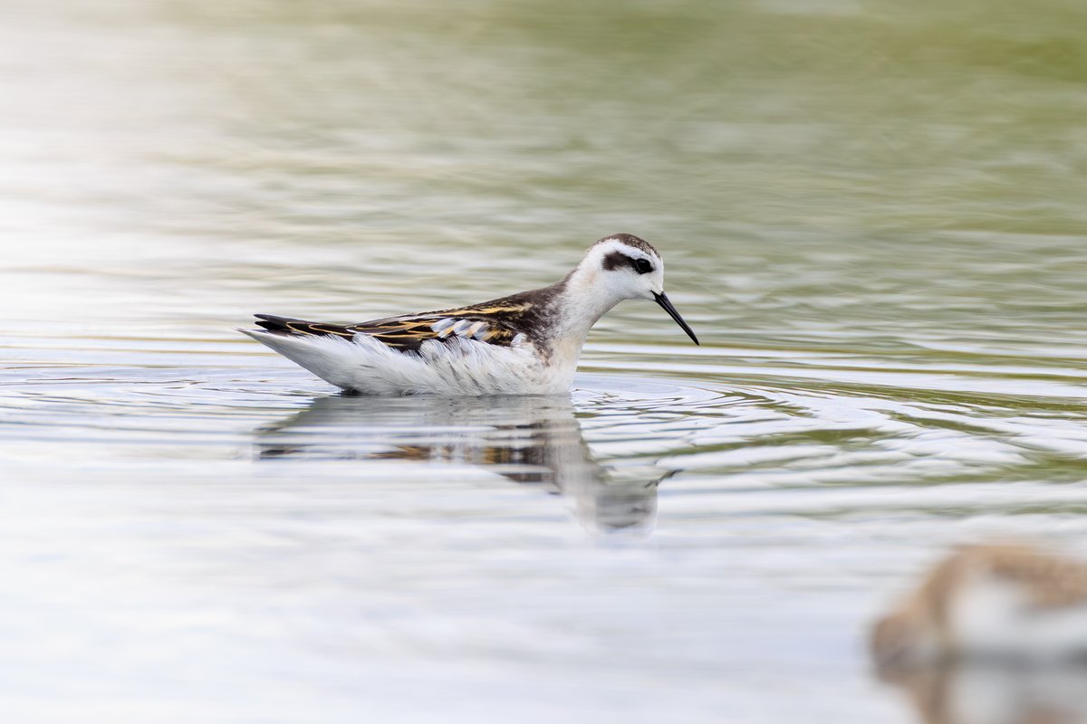 Red-necked Phalarope