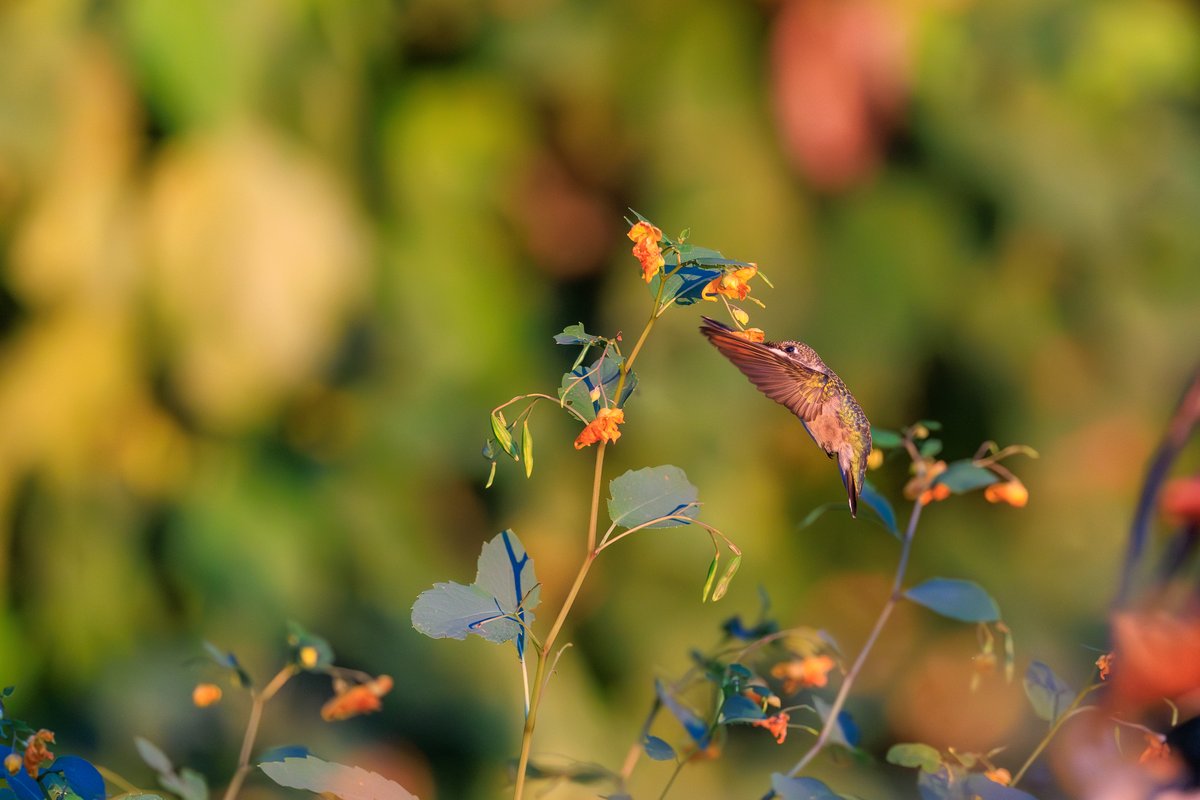 Ruby-throated Hummingbird