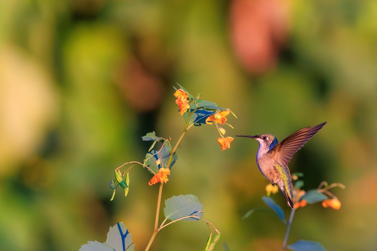 Ruby-throated Hummingbird