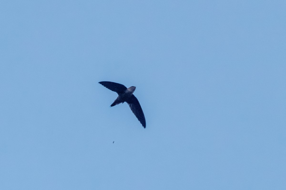 Chimney Swift