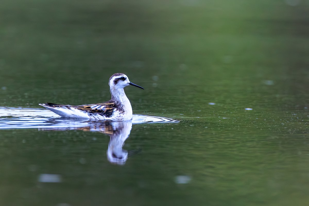Red-necked Phalarope