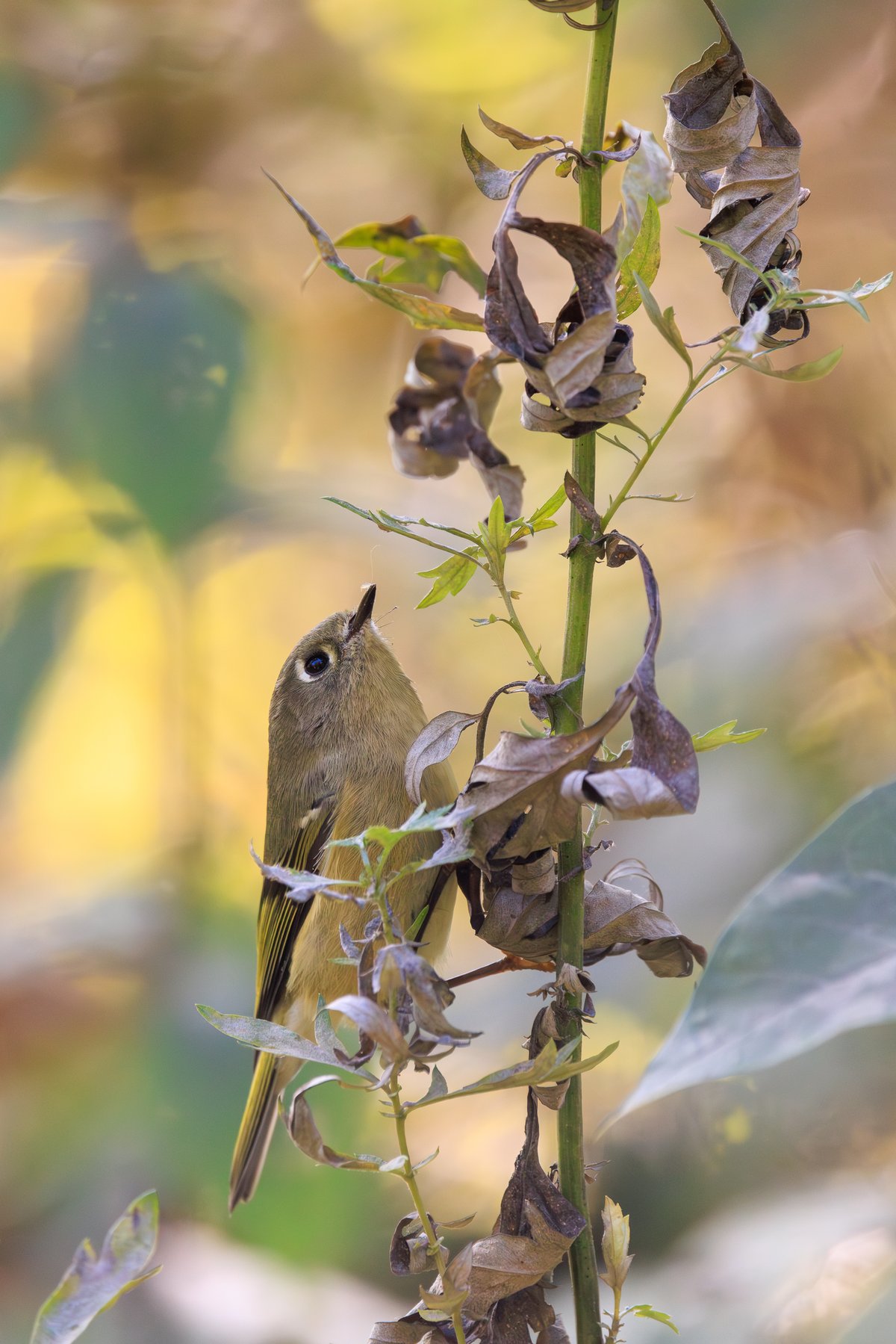 Ruby-crowned Kinglet
