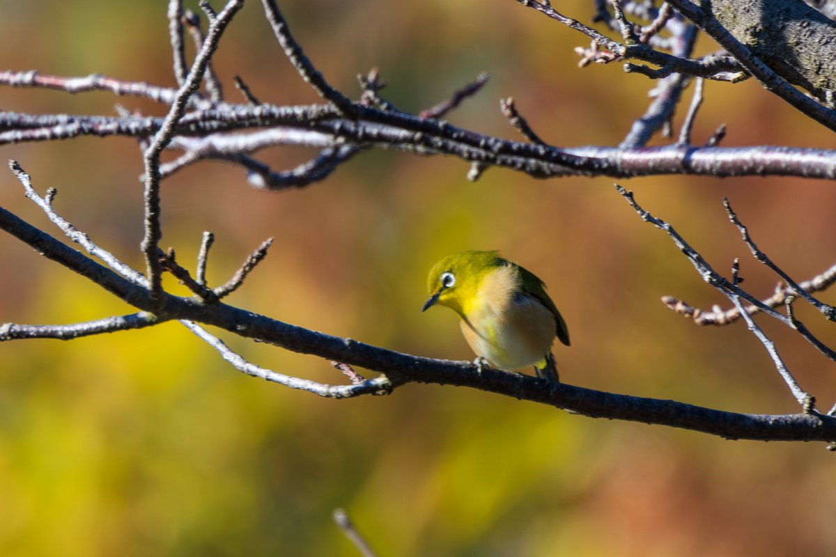 Japanese White-eye