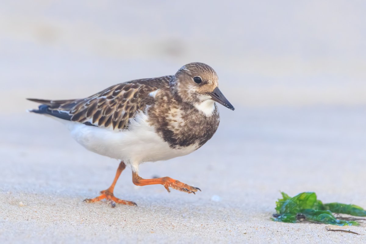 Ruddy Turnstone