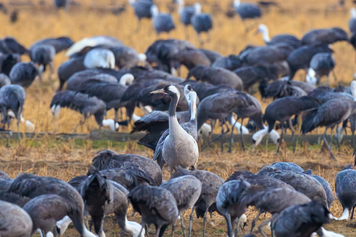 Common Crane