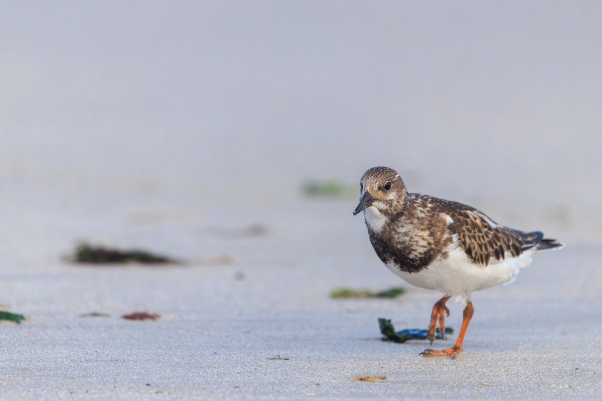 Ruddy Turnstone