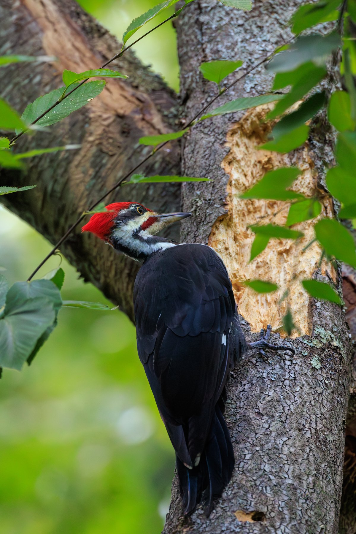 Pileated Woodpecker