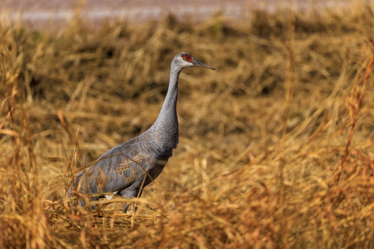 Sandhill Crane