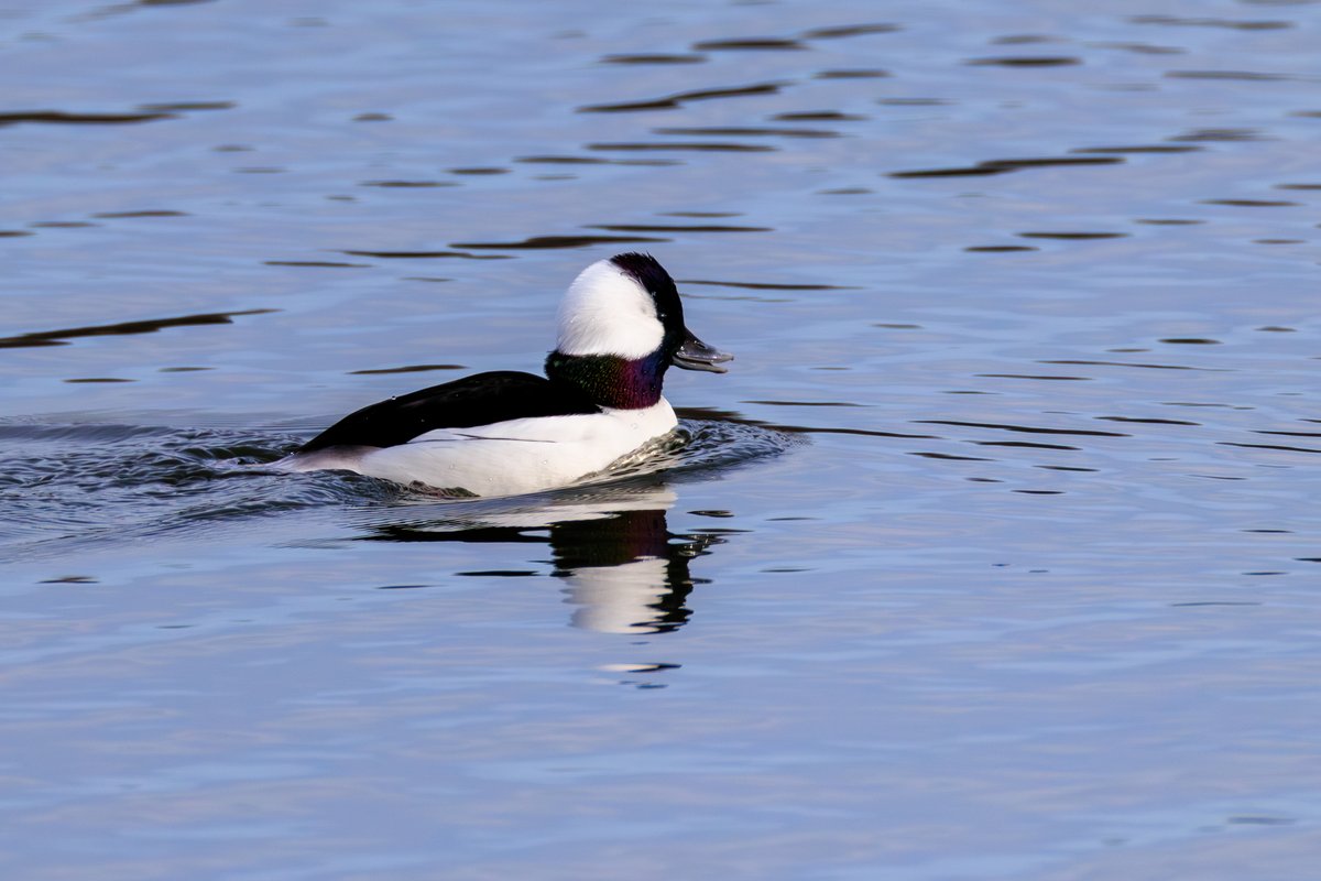 Bufflehead