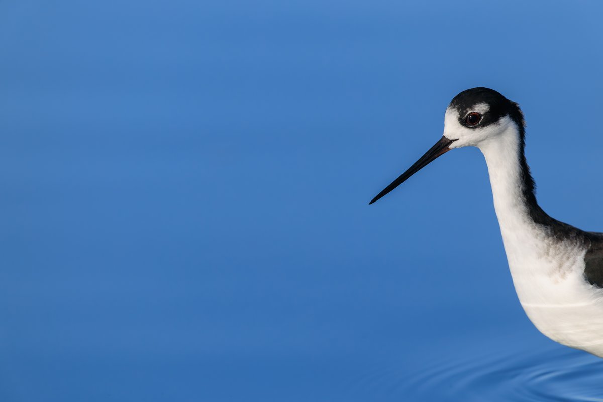 Black-necked Stilt
