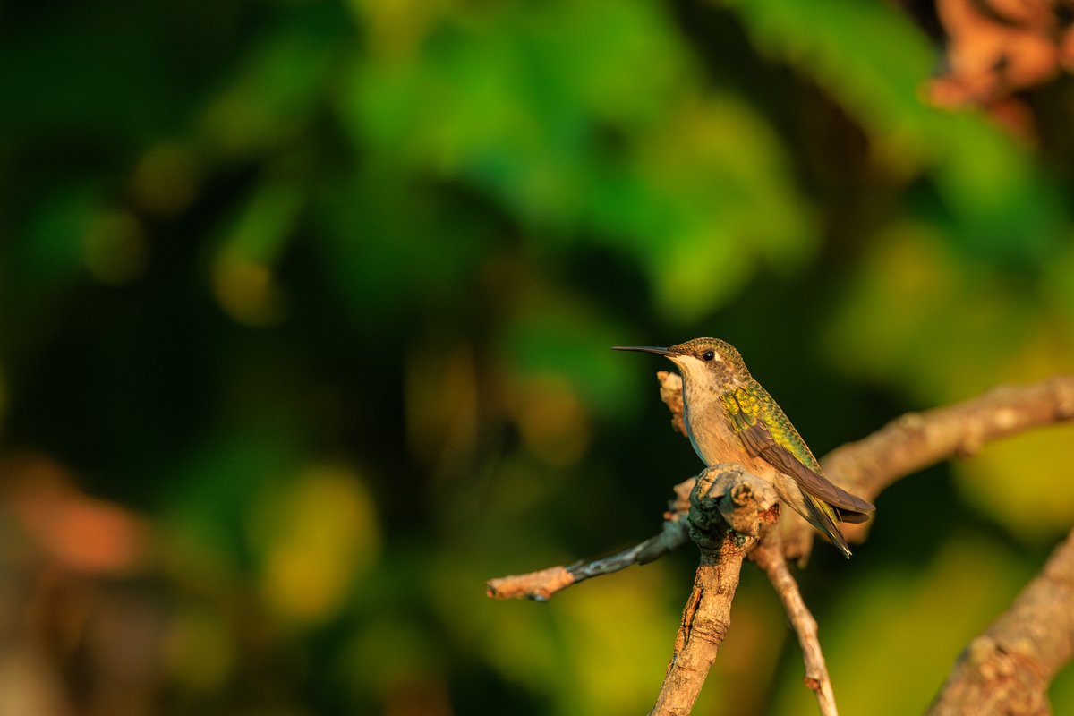 Ruby-throated Hummingbird